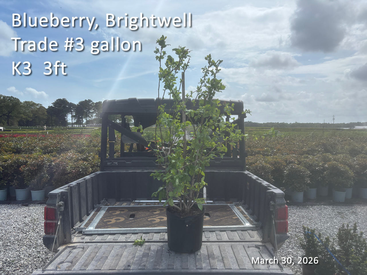 gallery/bbw3t k3 mar30.jpg